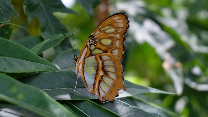 Butterfly sanctuary