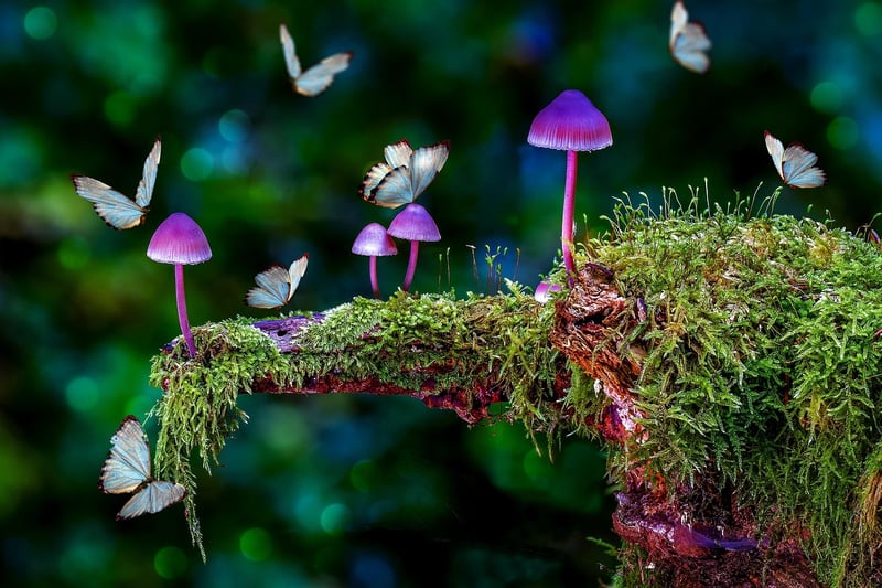 Magical flora